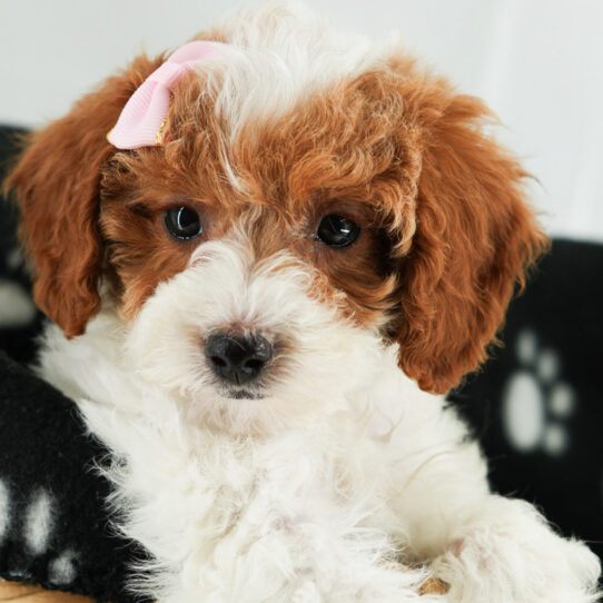 [#25338-06] - White F Poodle Puppies for Sale