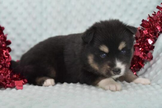 [#25324-03]  - Black / Tan F Pomsky Puppies for Sale