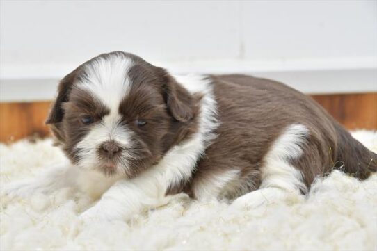 [#25399-01]  - Brown / White M Shih Tzu Puppies for Sale