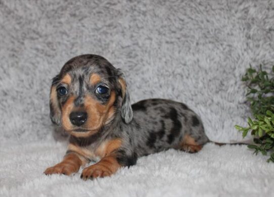 Dachshund – 182224