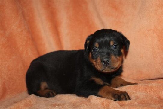 [#2538-02] - Black / Tan M Rottweiler Puppies for Sale