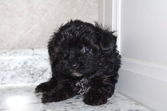 [#25233-01] - Black M Yorkiepoo Puppies for Sale