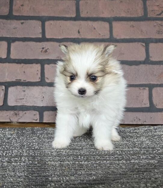 [#2575-03] - Wolf Sable F Pomeranian Puppies for Sale