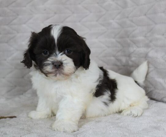 Shih Tzu – 182225