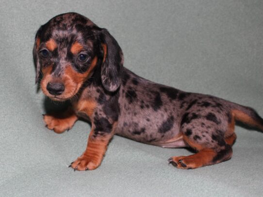 Dachshund – 182223