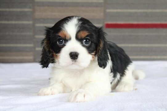 [#25569-04] - Tri-Colored F Cavalier King Charles Spaniel Puppies for Sale