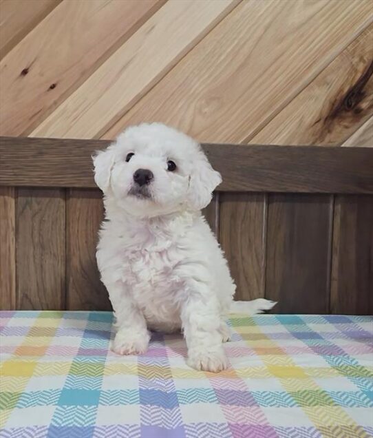 [#25146-04] - White F Bichon Frise Puppies for Sale