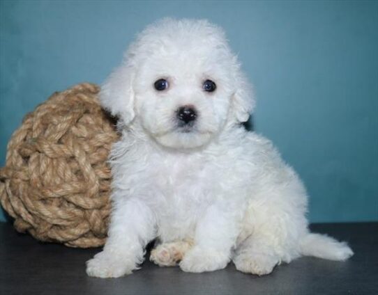 [#25468-02]  - White M Bichon Frise Puppies for Sale