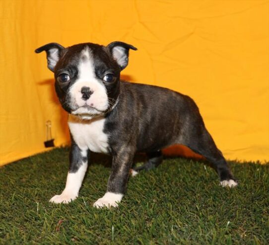 [#25397-03] - F Boston Terrier Puppies for Sale