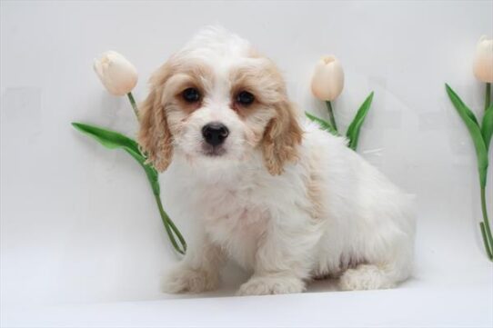 [#25269-02] - Red / White M Cavachon Puppies for Sale