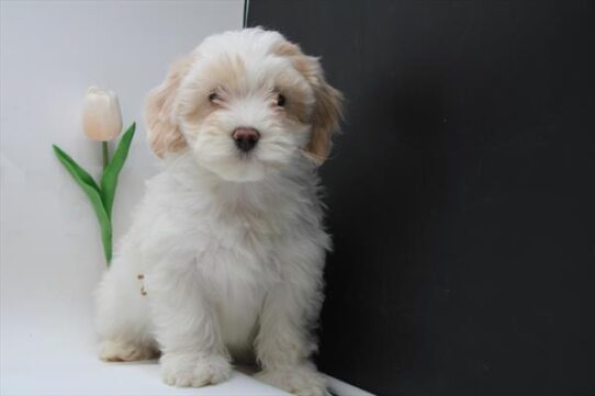 [#25711-04] - White F Maltipoo Puppies for Sale