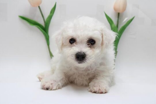 [#25547-06] - White F Teddy Bear Puppies for Sale