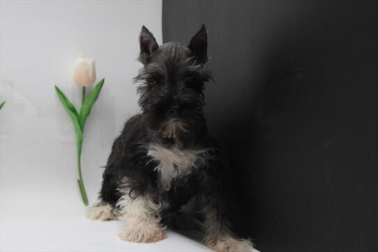 [#25298-06] - Black / Silver F Miniature Schnauzer Puppies for Sale