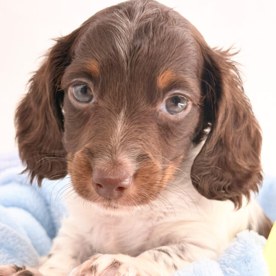 [#18302] Chocolate / White Male Dachshund Puppies for Sale