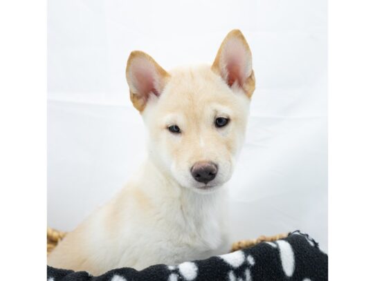 [#18533] Cream Male Shiba Inu Puppies for Sale