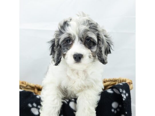 [#18564] Blue Merle Female Cock A Poo Puppies for Sale