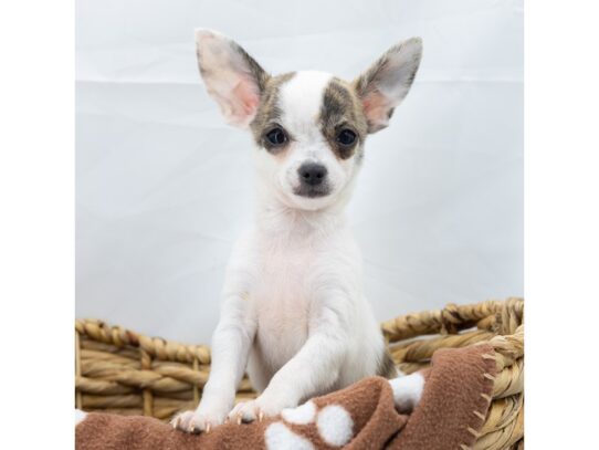 [#18556] White / Brindle Male Chihuahua Puppies for Sale