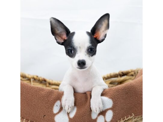 [#18555] White Male Chihuahua Puppies for Sale
