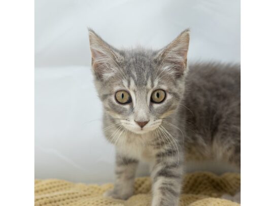 [#18549] Grey/White Male Adopt A Pet Kitten Kittens for Sale