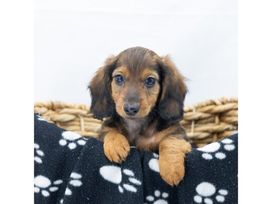 [#18578] Sable Male Dachshund Puppies for Sale