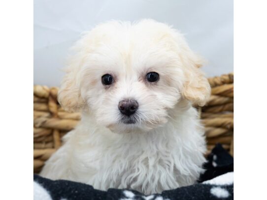 [#18572] White Male Bichon Frise Puppies for Sale