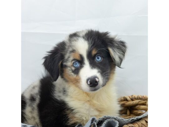 [#18601] Blue Merle Female Australian Shepherd Puppies for Sale