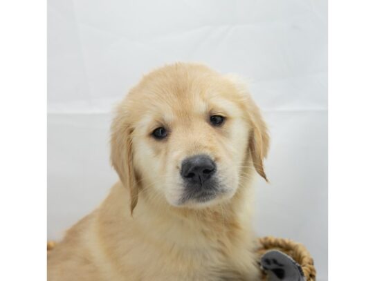 [#18597] Light Golden Female Golden Retriever Puppies for Sale