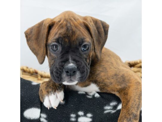 [#18596] Brindle / White Female Boxer Puppies for Sale