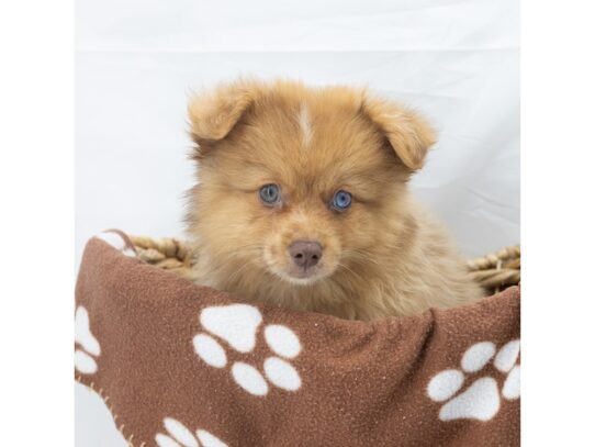 [#18620] Brown Male Pomeranian Puppies for Sale
