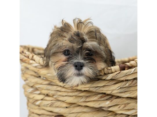 [#18619] Brown / White Male Teddy Bear Puppies for Sale