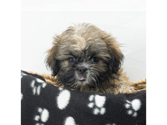 [#18612] Chocolate Sable Male Shih Tzu Puppies for Sale