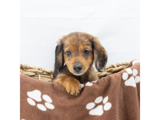 [#18610] Chocolate Male Dachshund Puppies for Sale