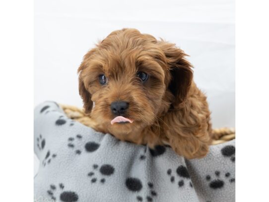 [#18608] Red Female Cavapoo Puppies for Sale