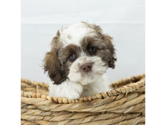 [#18615] Chocolate Male Cock A Poo Puppies for Sale