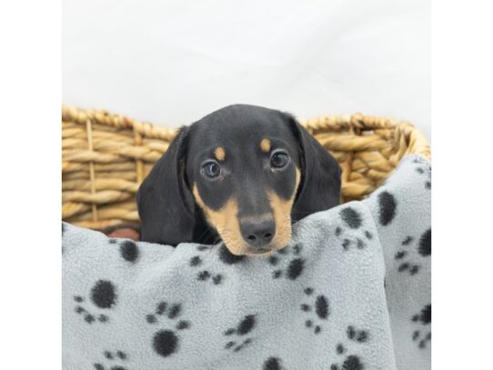 [#18635] Black / Tan Male Dachshund Puppies for Sale