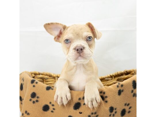 [#18631] Lilac Merle Male Frenchton Puppies for Sale
