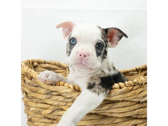 [#18632] Chocolate Merle Male Frenchton Puppies for Sale