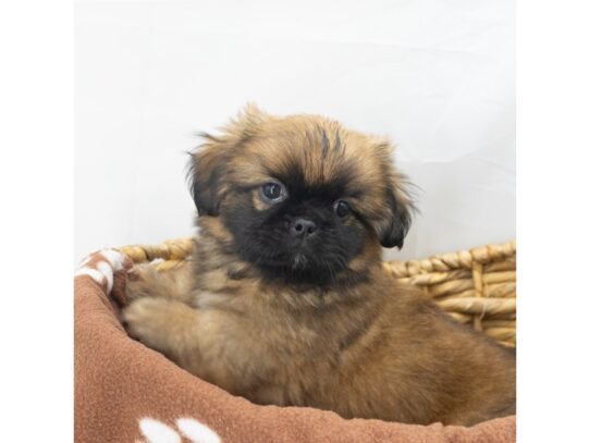 [#18629] Brown Male Pekingese Puppies for Sale