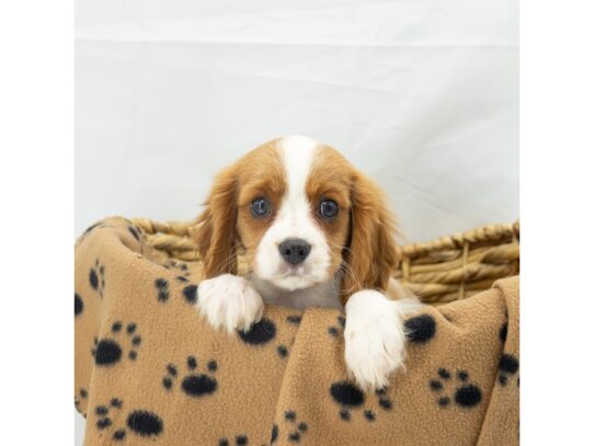 [#18627] Blenheim Male Cavalier King Charles Spaniel Puppies for Sale
