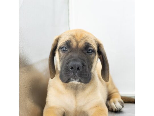 [#18628] Fawn Male Mastiff Puppies for Sale