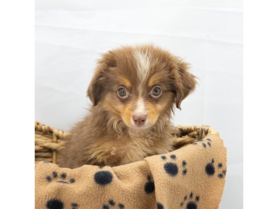 [#18624] Red Tan / White Male Miniature Australian Shepherd Puppies for Sale