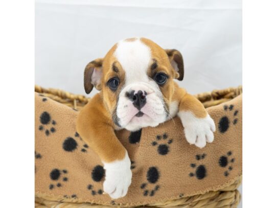 [#18625] Red / White Female English Bulldog Puppies for Sale