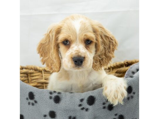 [#18622] Buff / White Male Cocker Spaniel Puppies for Sale