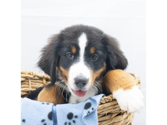 [#18617] Black Male Bernese Mountain Dog Puppies for Sale
