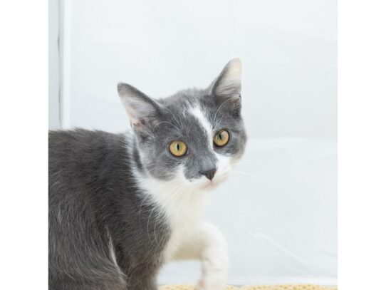 [#18636] Grey/White Male Adopt A Pet Kitten Kittens for Sale