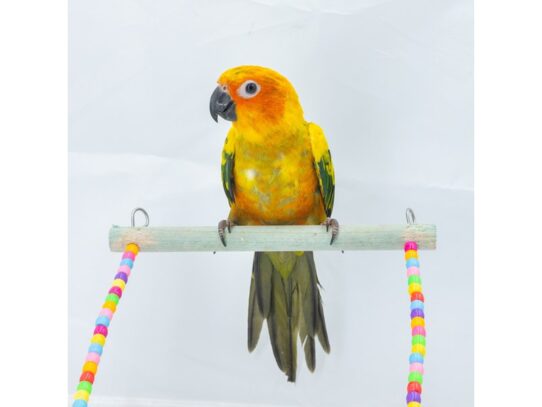 [#18646] Sun Conure Birds for Sale