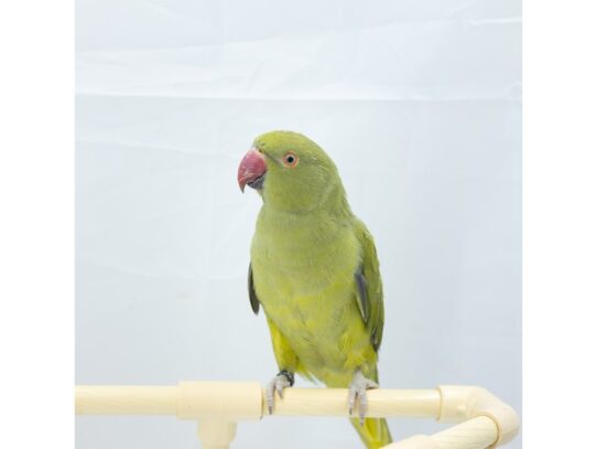 [#18648] Green Indian Ringneck Parakeet Birds for Sale