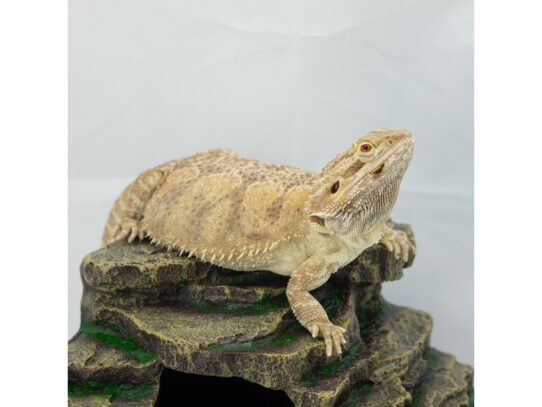 [#18637] Female Adult Bearded Dragon Reptiles for Sale