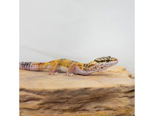 [#18638] Assorted Leopard Geckos Reptiles for Sale