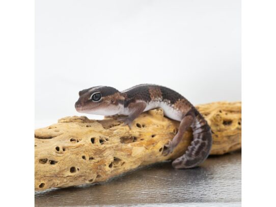 [#18639] Assorted African Fat Tail Geckos Reptiles for Sale